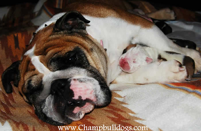 English bulldog puppies